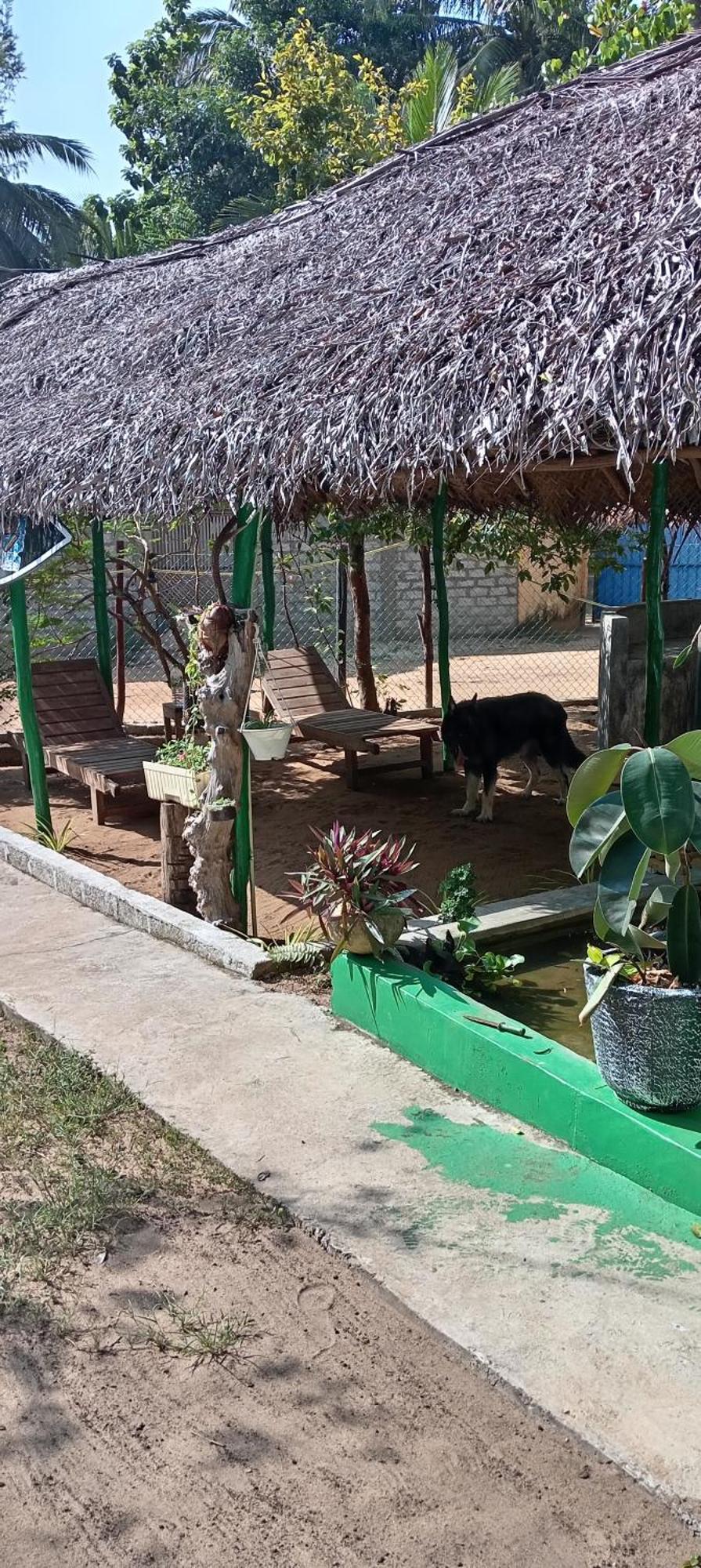Surfing Lion Hostel Arugam Bay Exterior photo